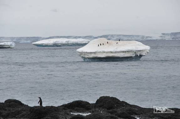A baía de Brown Bluff, na Antártida